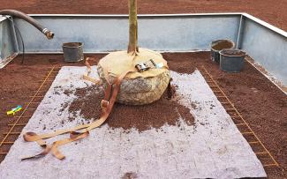 The root ball anchor on a reinforced steel mat, used to plant the tree in the raised bed, is no longer visible. © GRÜN+DACH / ZinCo Root ball anchor of a tree